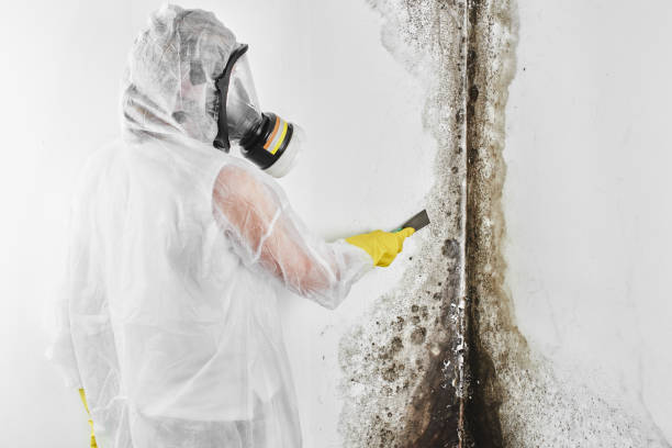 Best Mold Damage Repair  in El Lago, TX