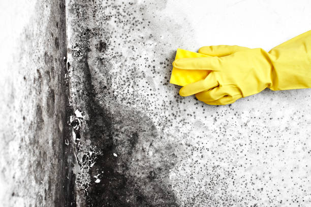 Best Professional Mold Removal  in El Lago, TX