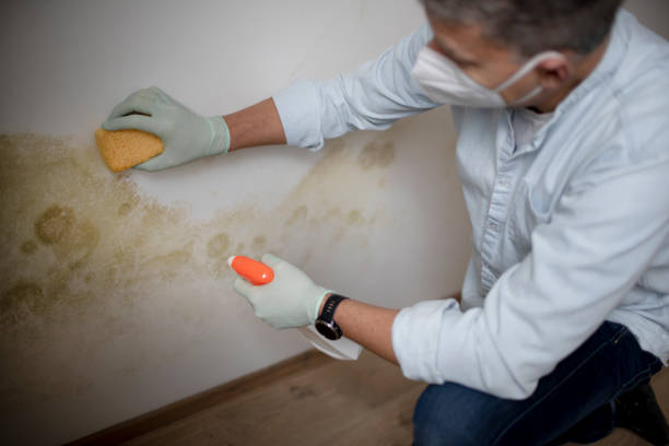 Best Home Mold Removal  in El Lago, TX