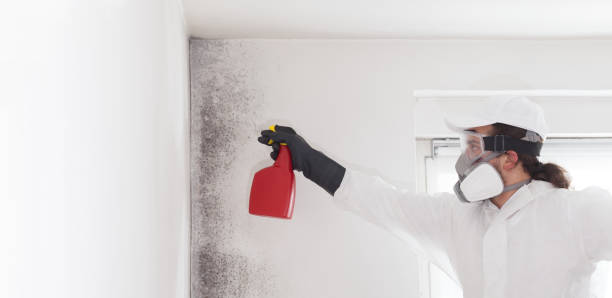 Best Black Mold Removal  in El Lago, TX