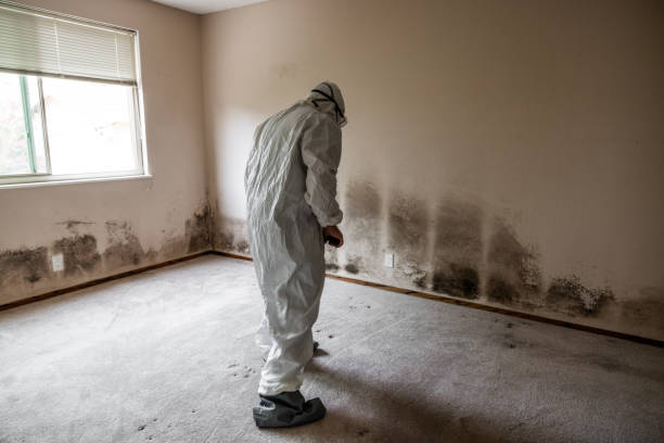 Best Attic Mold Removal  in El Lago, TX