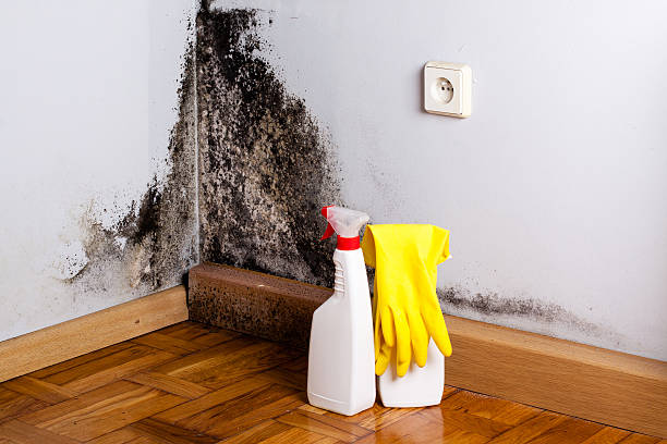 Reliable El Lago, TX Mold Removal Solutions