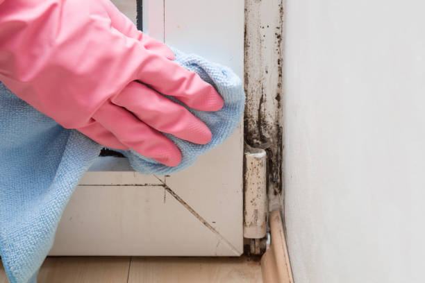 Best Professional Mold Removal  in El Lago, TX